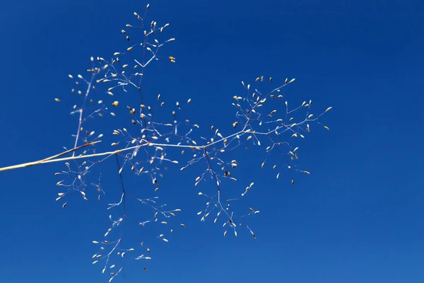 Mavi Gökyüzüne Karşı Kurumuş Çiçek — Stok fotoğraf