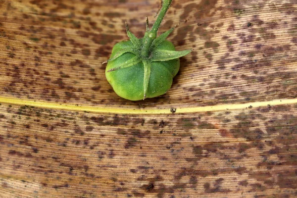 Olgunlaşmamış Yeşil Domatesler Bahçede — Stok fotoğraf