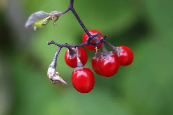 Baies Rouges Sauvages Dans Jardin Automne — Photo