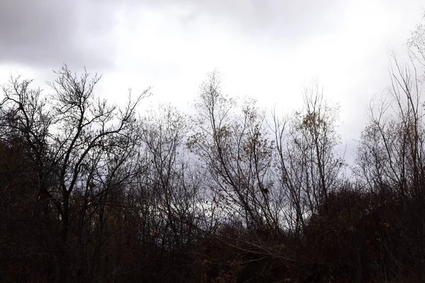 Ciemne Niebo Drzewa Sylwetki Obszar Krzewu — Zdjęcie stockowe