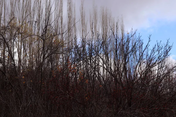 漆黑的天空剪影树 布什地区 — 图库照片