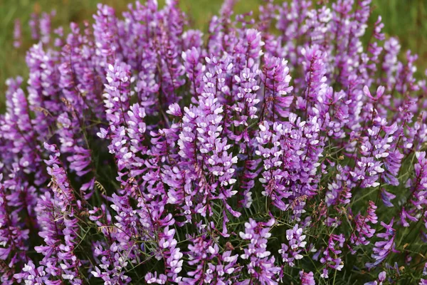 Lila Blommor Naturen Blommig Bakgrund — Stockfoto