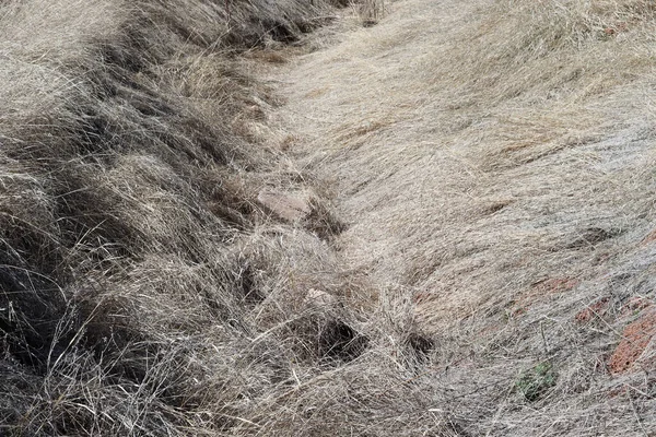 秋に乾燥した黄色の草 — ストック写真