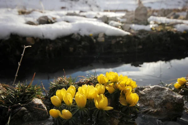 Эрантис Лютик Ранней Весной Цветок Снегу — стоковое фото