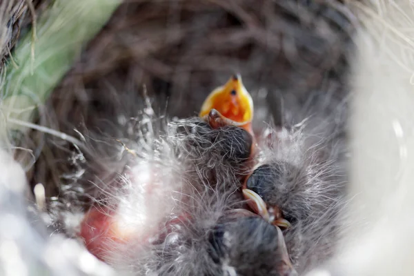 Bébés Oiseaux Ouvrant Les Becs Dans Nid — Photo