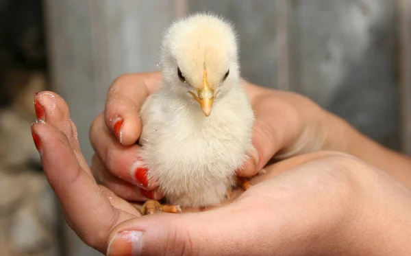 Little Chick Your Hand — Stock Photo, Image