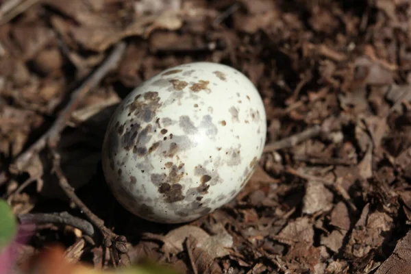 Huevo Moteado Abandonado Vida Salvaje — Foto de Stock