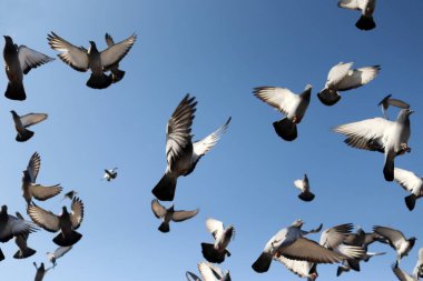 Bir grup piyon uçarken yakalandı.