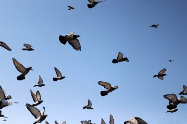 Bir grup piyon uçarken yakalandı.