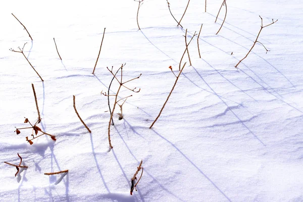 Schnee Und Pflanzen Januar — Stockfoto