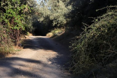 Bahçelerden geçen toprak yol.