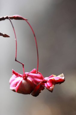 Doğada vahşi bir bitki.