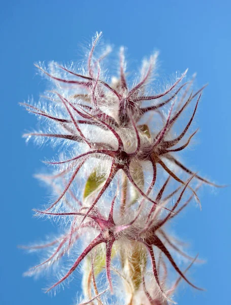 Vild Fluffig Blomma Naturen — Stockfoto