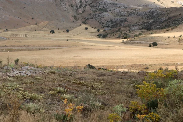 Zemědělská Půda Sklizni Pšenice Úpatí Hory — Stock fotografie