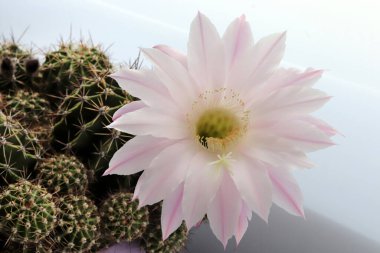 Pembe renkli çiçek açan kaktüs. Saksı çiçeği.