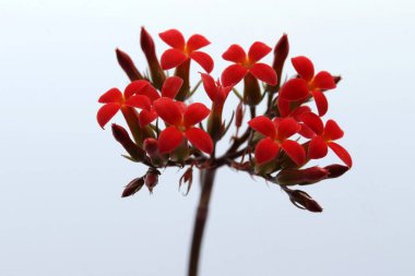 Kalanchoe çiçeği kırmızı renkte çiçek açıyor