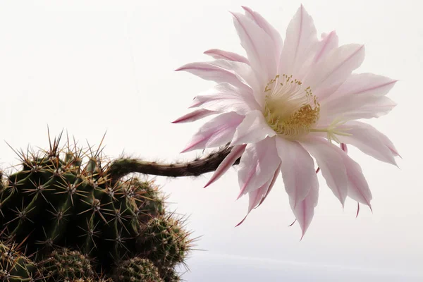 Blommande Kaktus Rosa Färg Kronärtskocka — Stockfoto