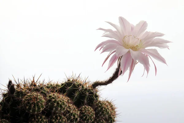 Blooming Cactus Pink Color Potted Flower — Stock Photo, Image