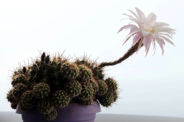 Blommande Kaktus Rosa Färg Kronärtskocka — Stockfoto