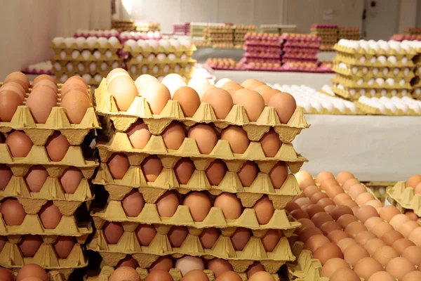 Frische Eier Der Eierfabrik Eierfabriken — Stockfoto