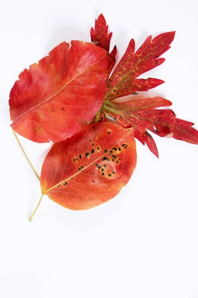 Sonbaharda Kırmızı Yapraklar — Stok fotoğraf