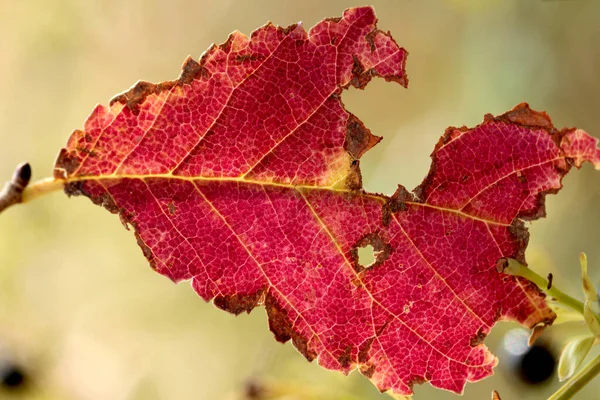 Folhas Vermelhas Outono — Fotografia de Stock