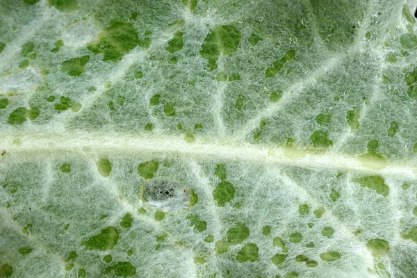 Hairy Leaf Macro Detail Photo — Stock Photo, Image