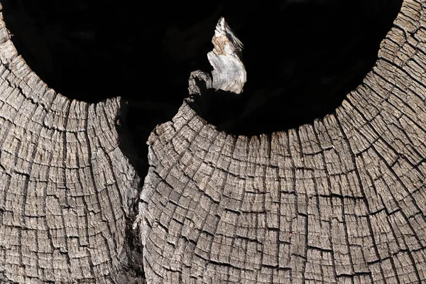 Textura Coto Árvore Velha Com Rachaduras — Fotografia de Stock