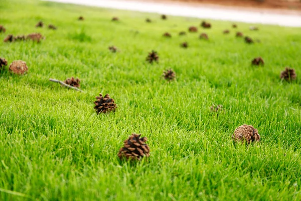 緑の草の上に松のコーン — ストック写真