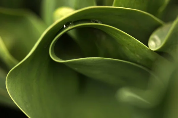 Nahaufnahme Grüne Blütenblätter Blatt Hintergrund — Stockfoto