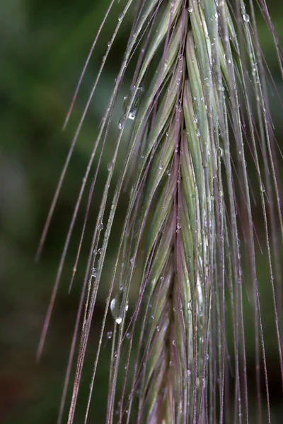 Ähren Von Weizen Regentropfen Nahaufnahme — Stockfoto
