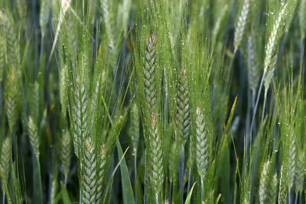 Колосья Пшеницы Дождевых Каплях Крупным Планом — стоковое фото