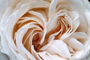 Bahçedeki beyaz gül 