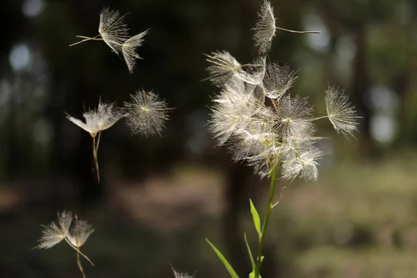 Летающие Природе Семена Одуванчиков — стоковое фото
