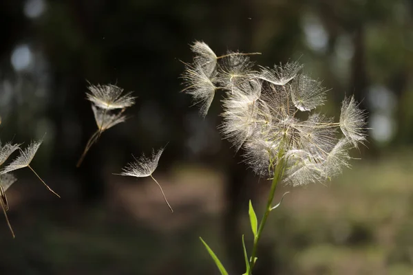 Dandelion Seeds Flying Nature — Stock Photo, Image