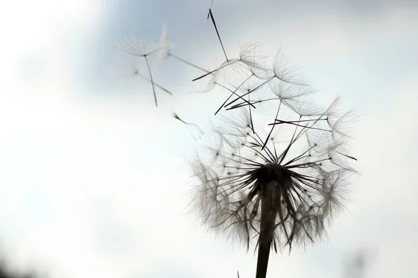 Dandelion Seeds Flying Nature — Stock Photo, Image