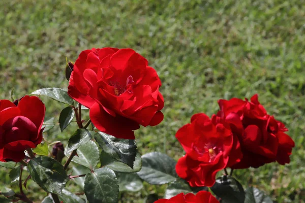 Bahçedeki Kırmızı Güller — Stok fotoğraf