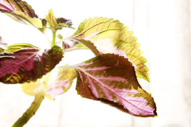 Beyaz izole edilmiş arka planda güzel renkli bir bitki.