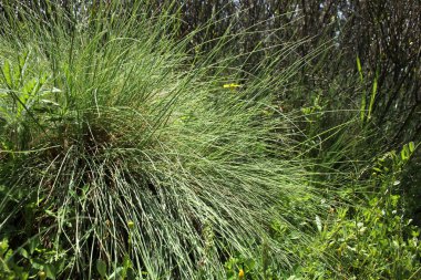 Küçük yeşil yaprakları oluşan arka plan