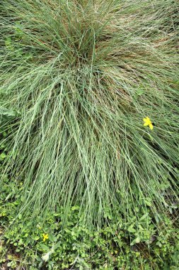 Küçük yeşil yaprakları oluşan arka plan