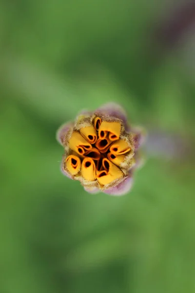 Tagetes Marigold Flower Knoppen Blommar — Stockfoto
