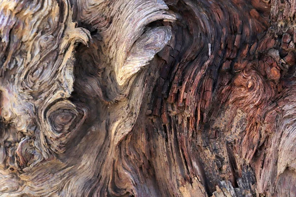 Δέντρο Κορμό Μοναδική Υφή Και Σχήμα — Φωτογραφία Αρχείου