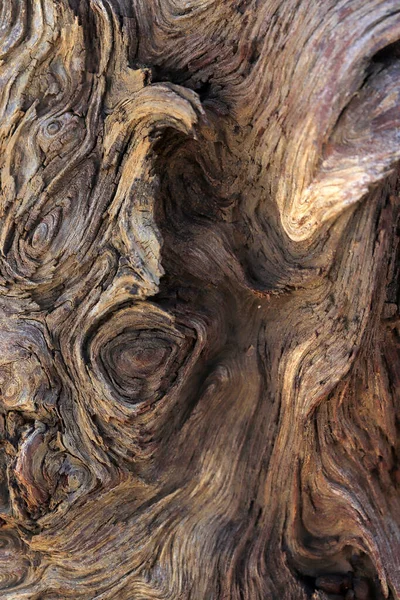 Der Baumstamm Einzigartige Textur Und Form — Stockfoto