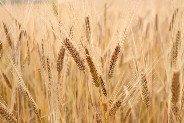 Pšeničné Pole Uši Zlaté Pšenice Zblízka Koncept Bohaté Sklizně — Stock fotografie