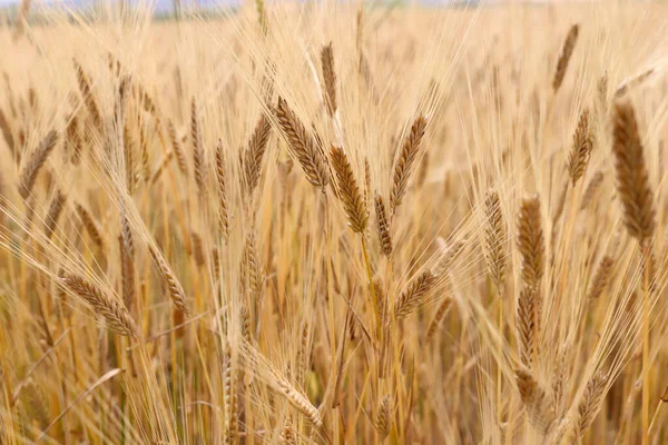 Pšeničné Pole Uši Zlaté Pšenice Zblízka Koncept Bohaté Sklizně — Stock fotografie