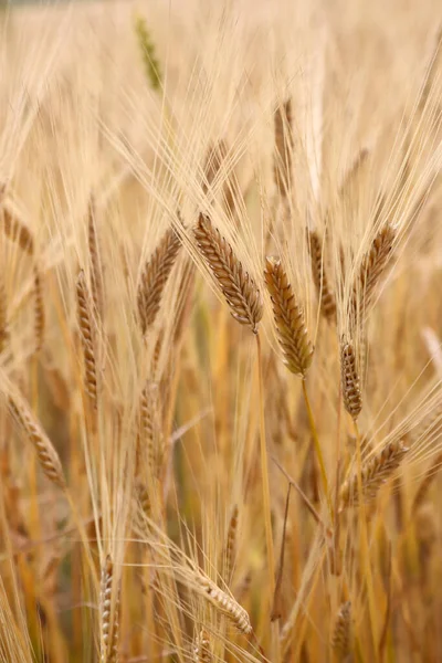 Пшеничне Поле Вуха Золотої Пшениці Крупним Планом Концепція Багатих Врожаїв — стокове фото