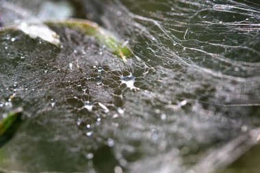 Su damlaları bir spiderweb üzerinde.