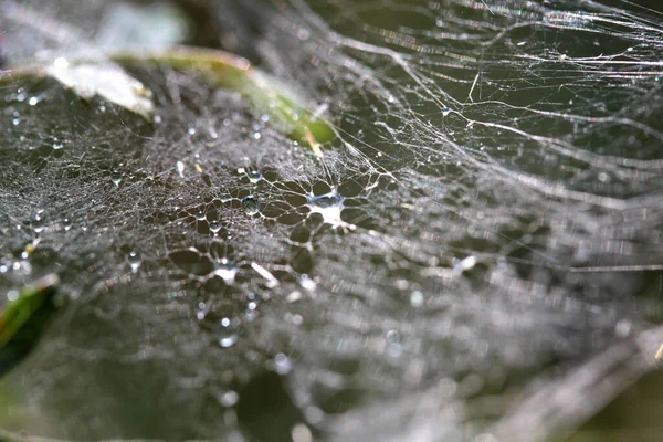 Spiderweb Vízcseppek — Stock Fotó