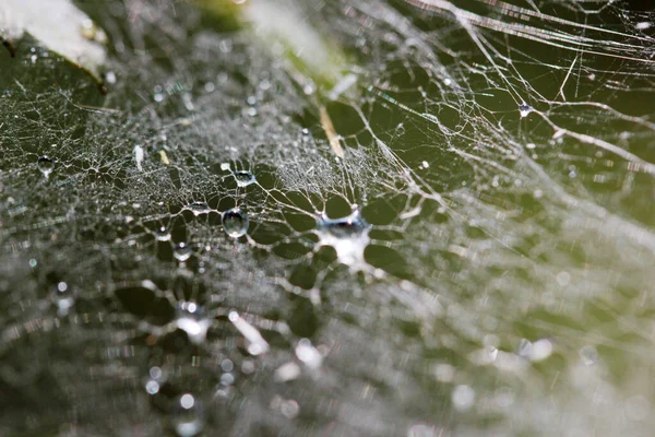 Damlaları Bir Spiderweb Üzerinde — Stok fotoğraf