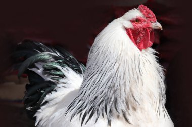 Brahma chicken at an organic sustainable farm clipart